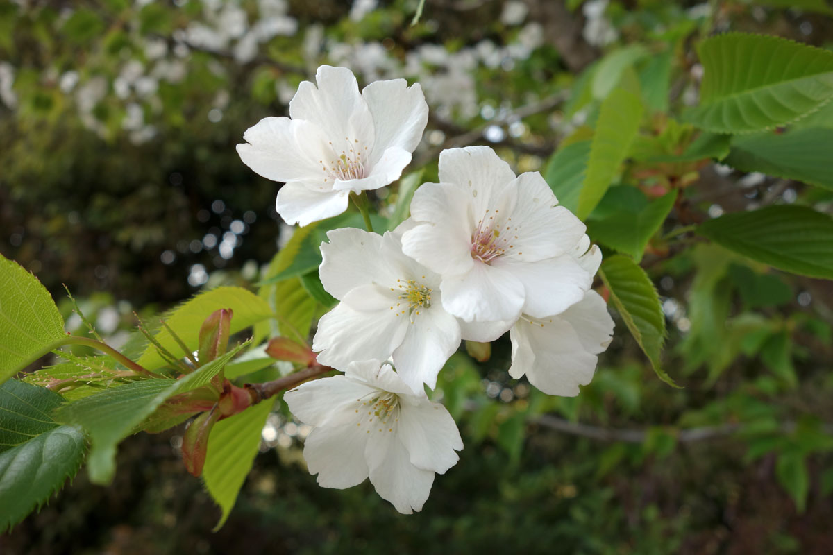 白 桜