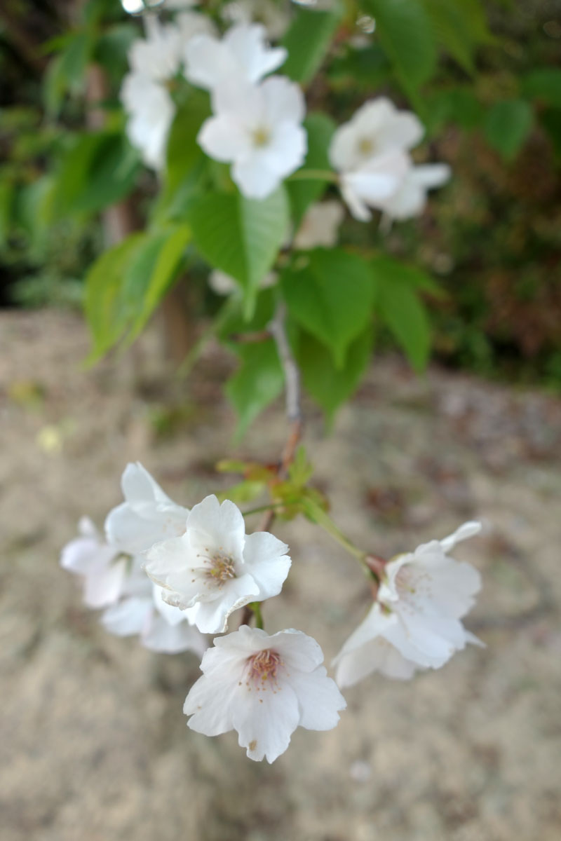 白い桜 伊佐爾波神社