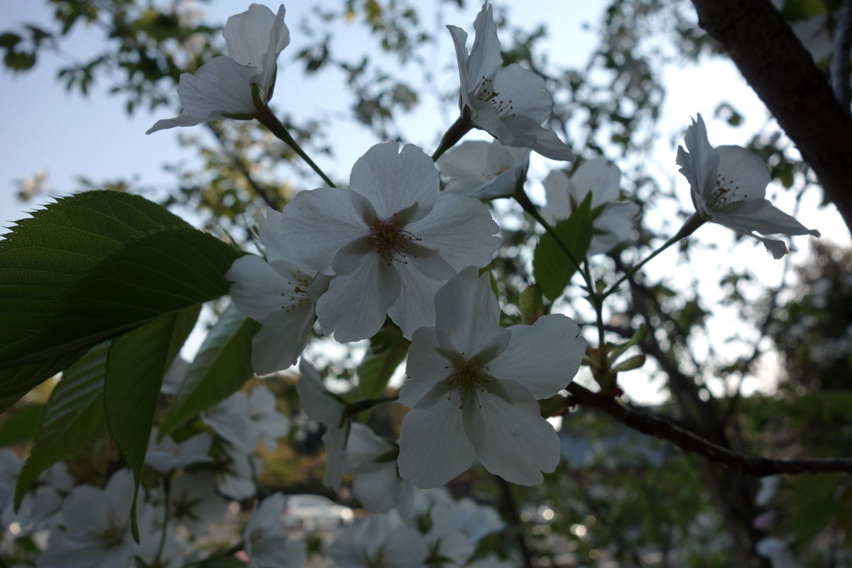 白い桜 伊佐爾波神社
